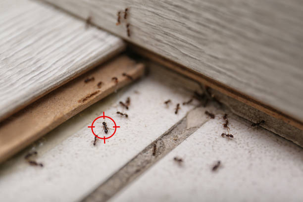 Best Local Pest Control Services  in Waynesville, NC