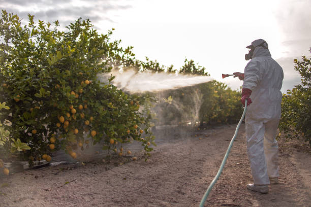Best Bed Bug Extermination  in Waynesville, NC
