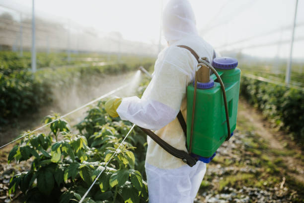 Reliable Waynesville, NC Pest Control Solutions